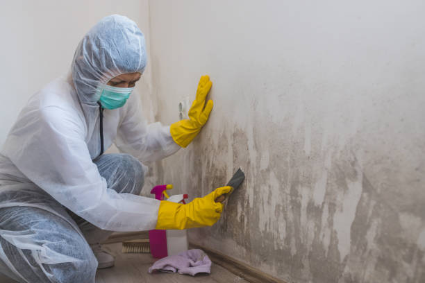 Biohazard Mold Removal in Lillington, NC